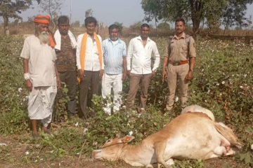 आर्वी में बाघ का हमला: खेत में बंधी गाय की मौत